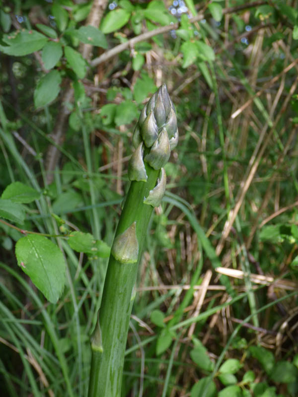 Asparagus officinalis